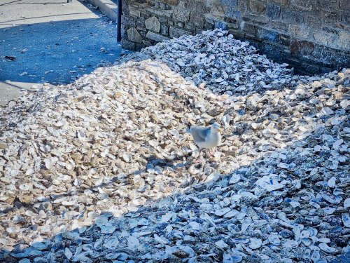 Austernschalen am Strand von Cancale