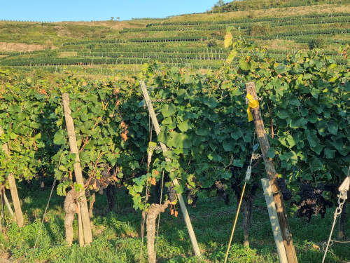 Weinreben am Kaiserstuhl