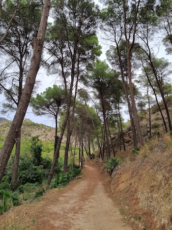 Waldweg zum Caminito del Rey