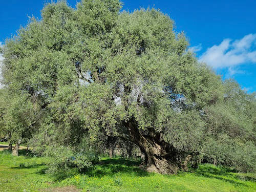 Riesiger, 1000 jähriger Olivenbaum bei der Kirche San Sisinnio
