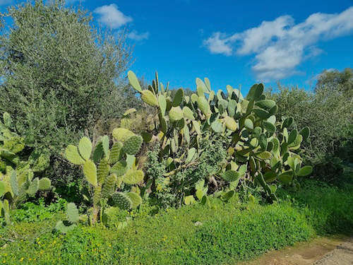 Kakteen auf Sardinen