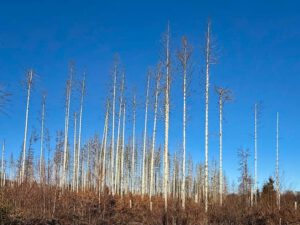 Abgestorbene Bäume im Harz