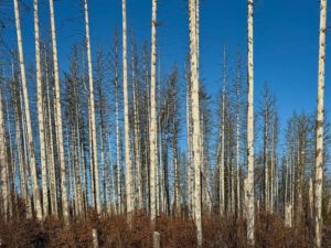 Abgestorbene Bäume im Harz