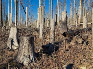 Abgestorbene Bäume im Harz