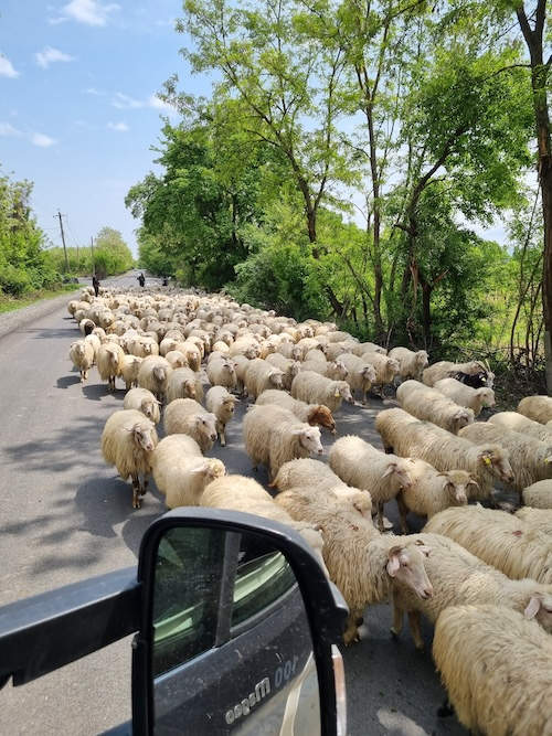 Schafherde auf der Straße in Georgien