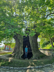 900 Jahre alte Platane