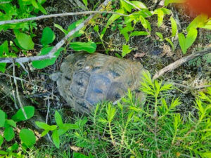 Restricted Nature Reserve Nationalpark Georgien