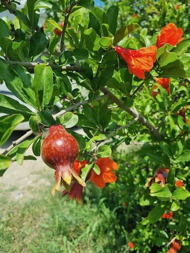 Granatapfelblüten