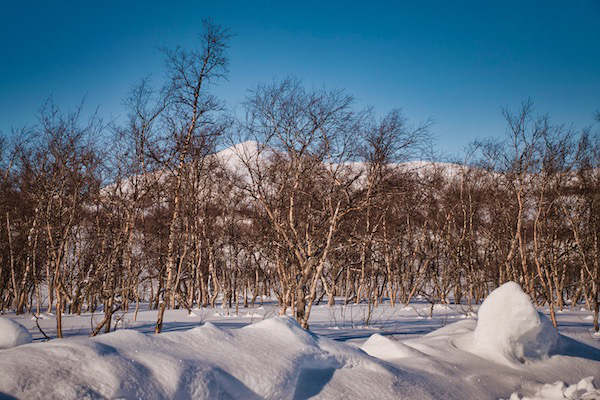 Wald in Norwegen