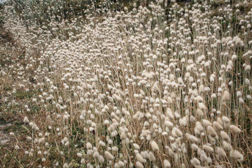 Wollgras im Wind