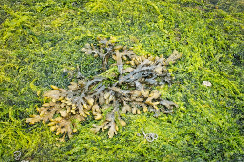 Essbare Algen
