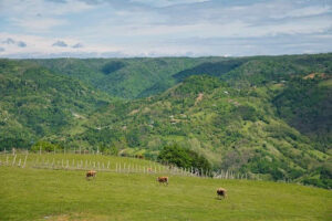 Herrliche grüne Landschaft