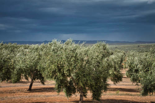 Olivenbaume