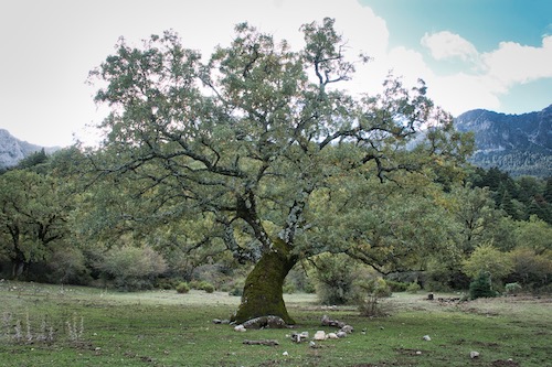 Baum bei der Wanderung