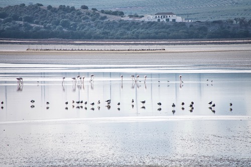 Flamingos in der Ferne