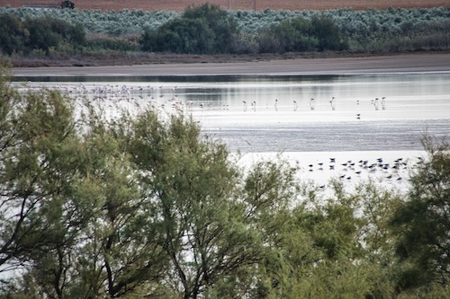 Flamingos in der Ferne