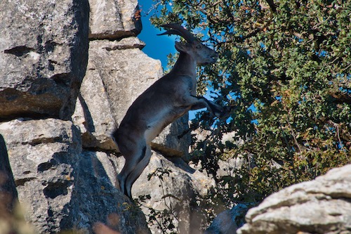 Steinbock im El Torcal de Antequera