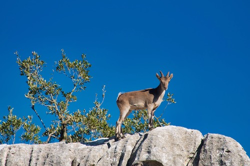 Steinbock im El Torcal de Antequera