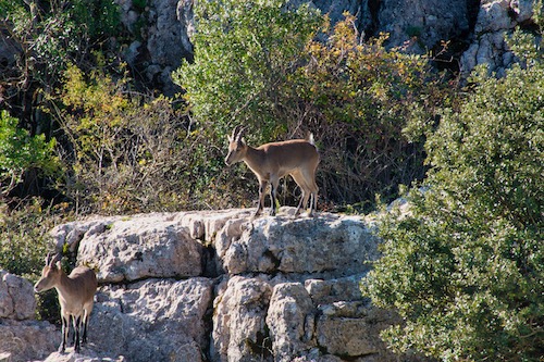 Steinbock im El Torcal de Antequera