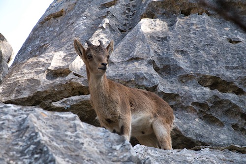 Steinbock im El Torcal de Antequera