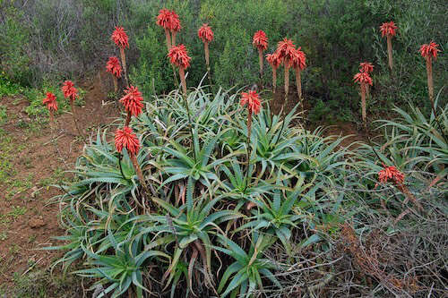 Aloe elgonica