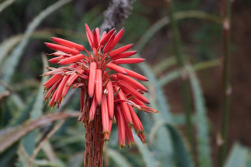 Aloe elgonica