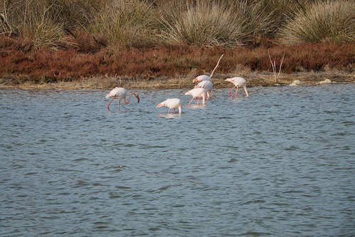 Flamigos auf Sardinen