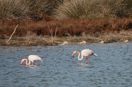 Flamigos auf Sardinen