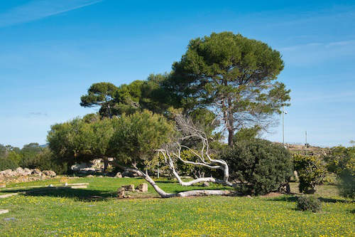 Vom Wind geformter Baum