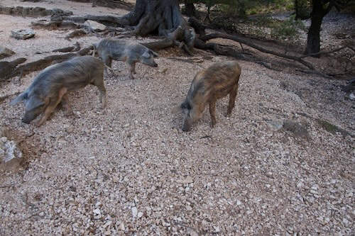 Sardische Schweine