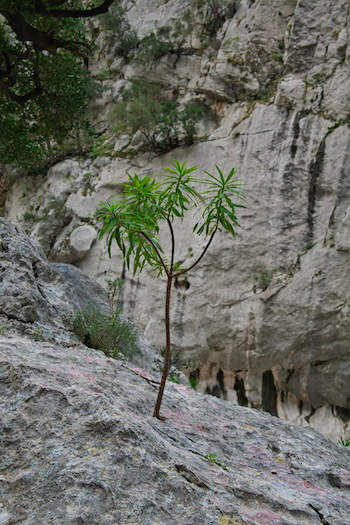 Schlucht Gola Gorropu