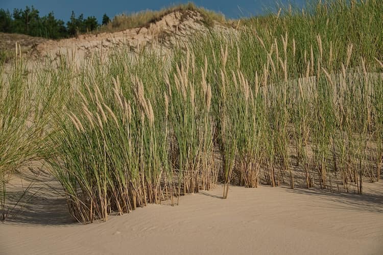 Dünengras an der ostsee