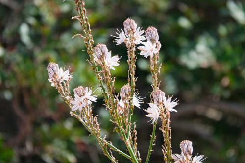 Blumen am Wegesrand