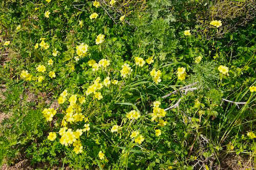 Blumen am Wegesrand