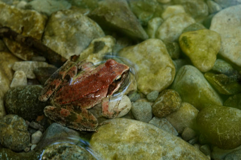 Frosch