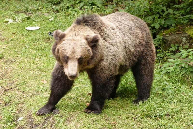 Braunbär in freier Wildbahn