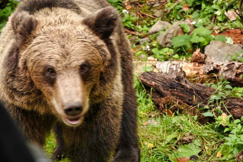 Braunbär in freier Wildbahn