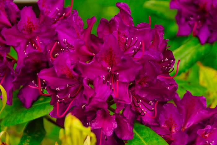 Rhododendron