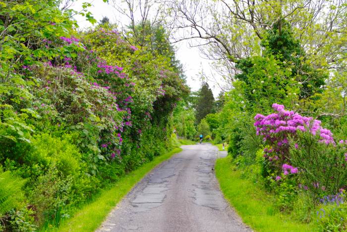 Rhododendron