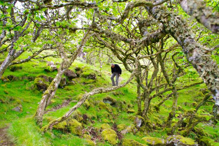 Fairy Glen, das Feental