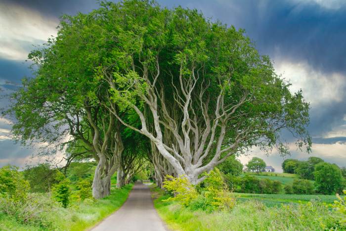 Dark Hedges