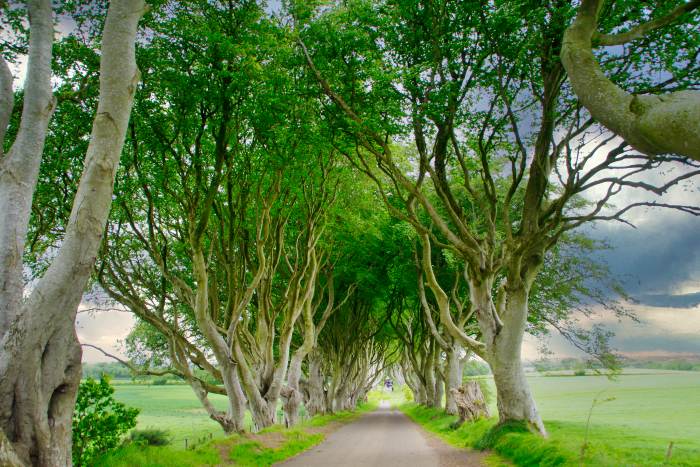 Dark Hedges