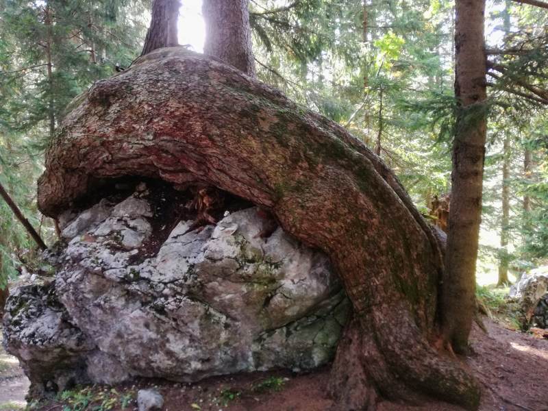 Baum umschlinkt den Fels